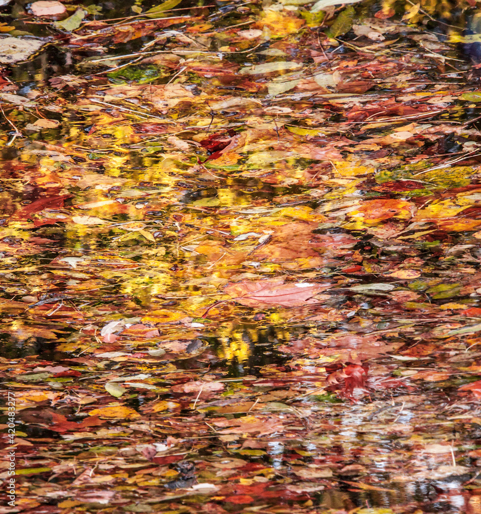 abstract like photo of colorful fallen autumn leaves on a pond 
