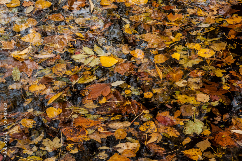 abstract like photo of colorful fallen autumn leaves on a pond abstract like photo of colorful fallen autumn leaves on a pond