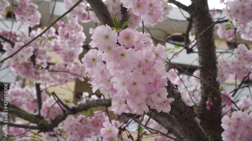 Beautiful sakura flower (cherry blossom) on a spring city street. Blooming sakura tree in a street landscape. Handheld shot photo