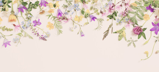 beautiful wild flowers on white background
