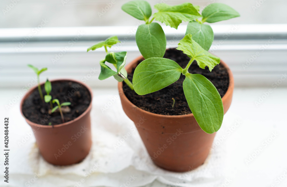 Vegetable plant seedlings in clay pots at the window. Food growing at home for sustainable, ecological and healthy diet and lifestyle.