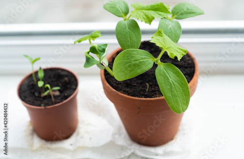 Obraz na płótnie Vegetable plant seedlings in clay pots at the window. Food growing at home for sustainable, ecological and healthy diet and lifestyle. w salonie