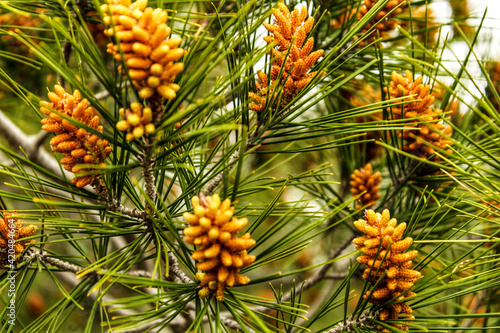 Colorful pine cones growing on a pine tree