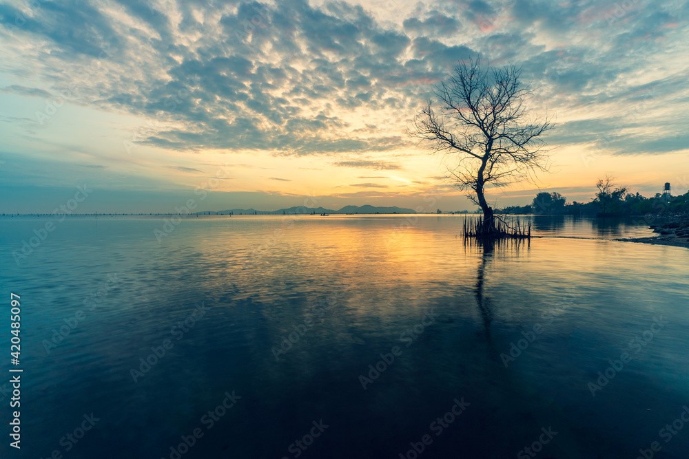 A dead tree on the beach at sunrise time.