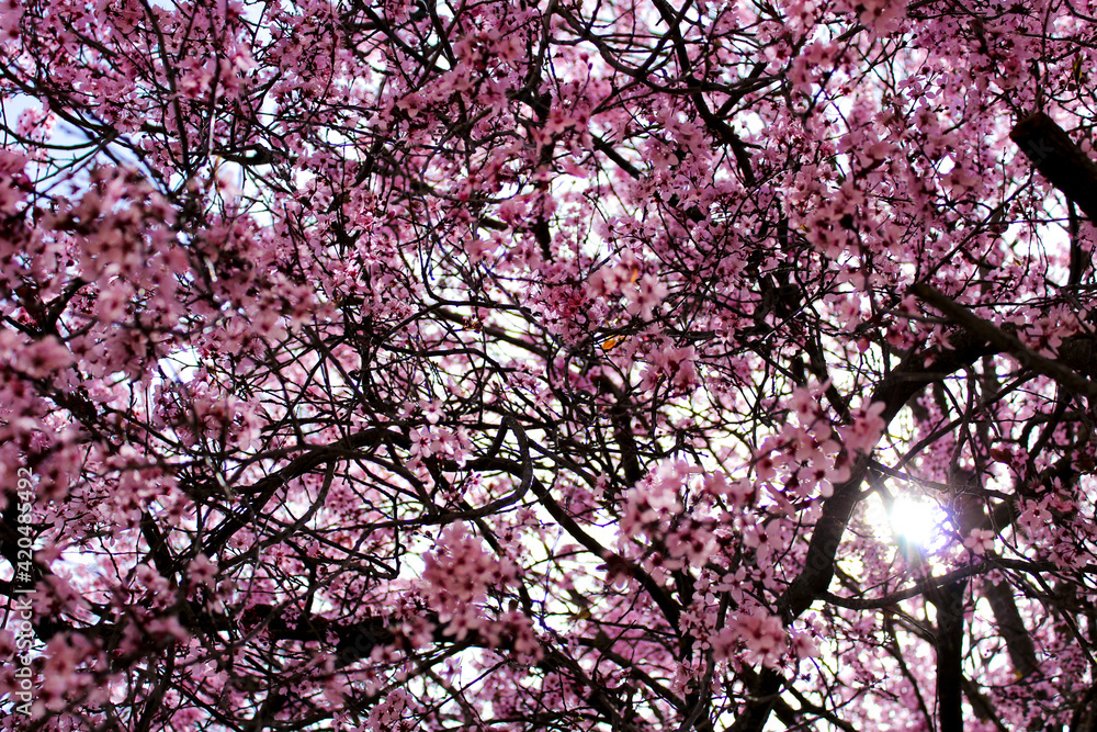 Colorful and relaxing garden with cherry blossom tree in Riopar, Albacete. Colorful and relaxing garden with cherry blossom tree in Riopar, Albacete.