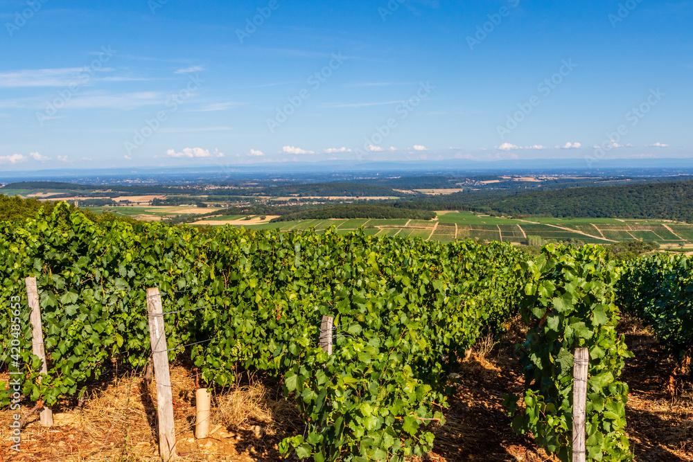 Landscape with vines in the rolling hills near Macon in France, Europe