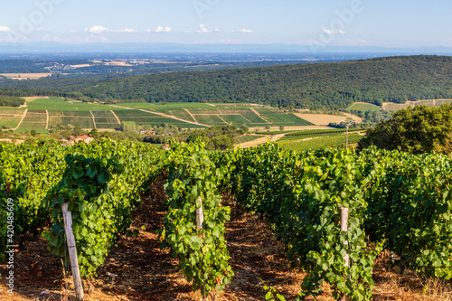 Landscape with vines in the rolling hills near Macon in France, Europe photo