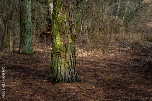 A forest glade an early spring day. Picture from Lund, southern Sweden