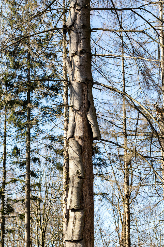 Fototapeta premium Wenn der Wald stirbt