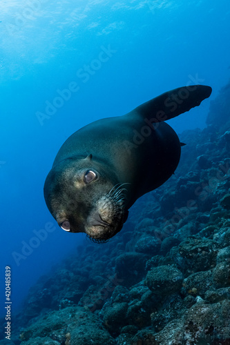 The Galápagos sea lion (Zalophus wollebaeki) showing his moves to a diver, at Wolf Island, Galapagos photo