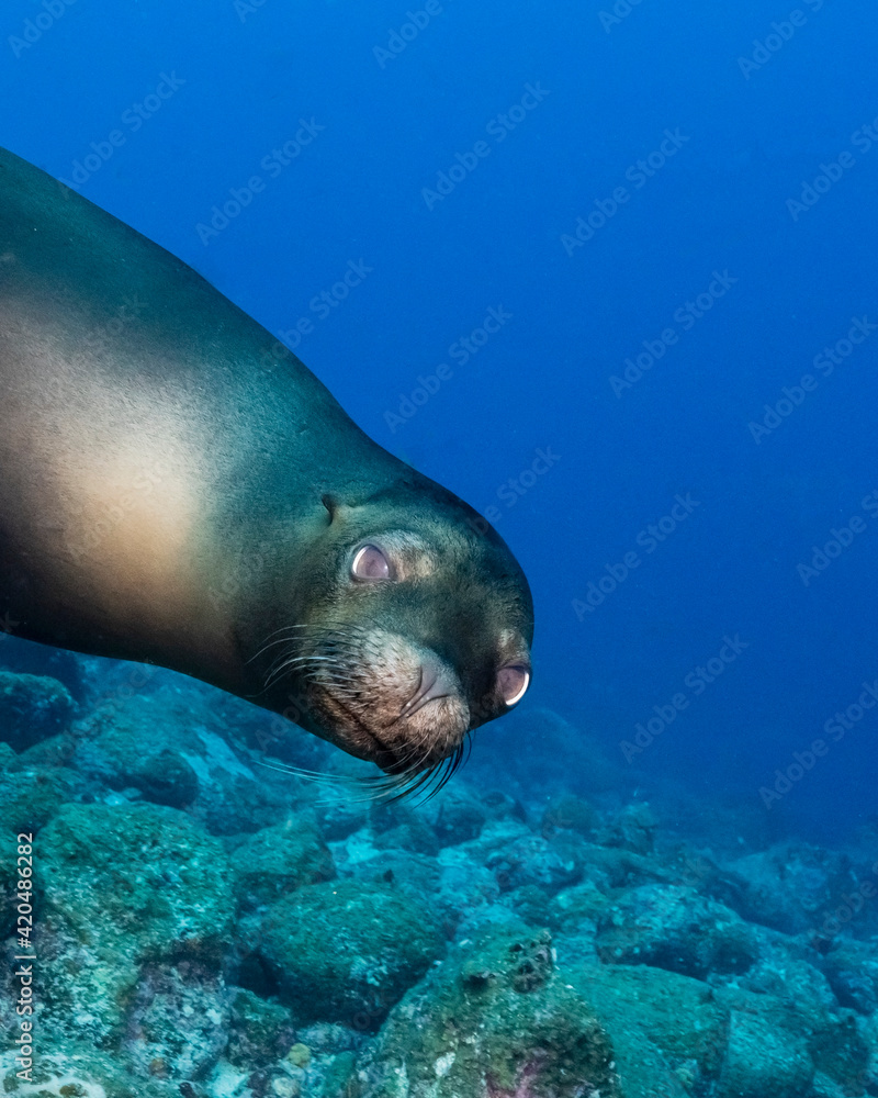Naklejka premium The Galápagos sea lion (Zalophus wollebaeki) showing his moves to a diver, at Wolf Island, Galapagos