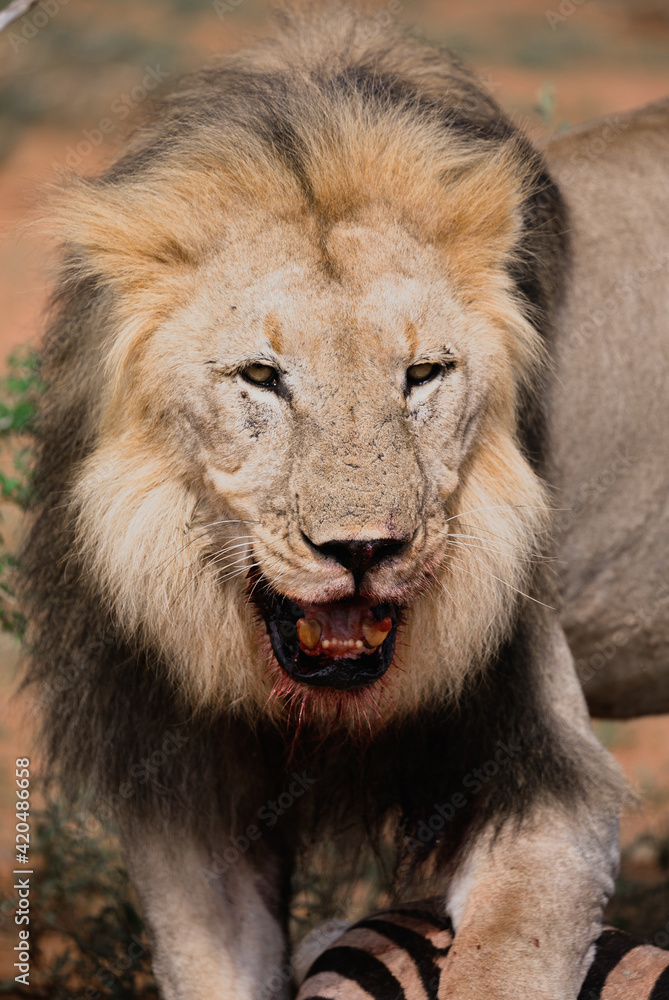 A lion eating zebra in a national park A lion eating zebra in a national park