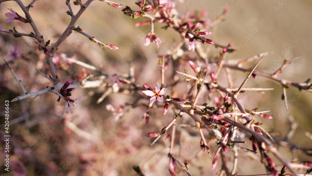 A close-up of light pink cherry blossom sakura flowers  