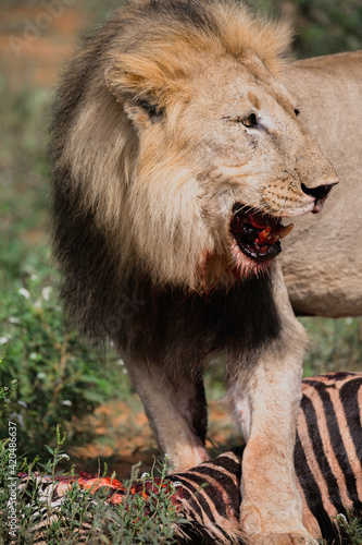 A lion eating zebra in a national park photo