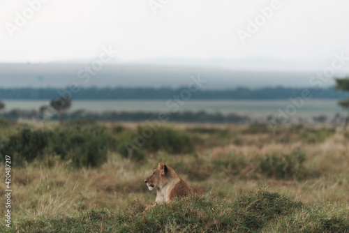 Lion in Kenya photo