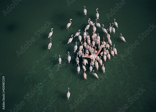 Flock of flamingoes photo