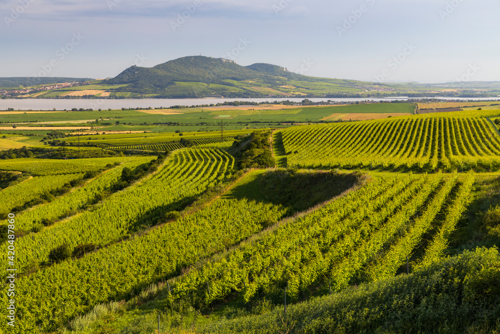 Vineyards near Nove Mlyny reservoir with Palava, Southern Moravia, Czech Republic