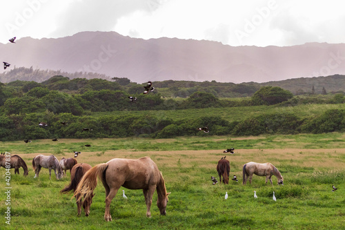 herd of horses © Charles August