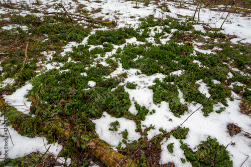 Shining clubmoss (Huperzia lucidula) in snow, winter forest, North Carolina, Appalachia, nature scene, firmoss photo