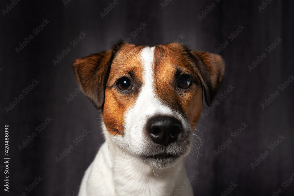 Jack Russell terrier portrait. close up