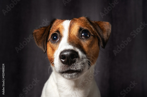 Cute puppy Jack Russell terrier, eight month old male - studio shot and gray background © filin174