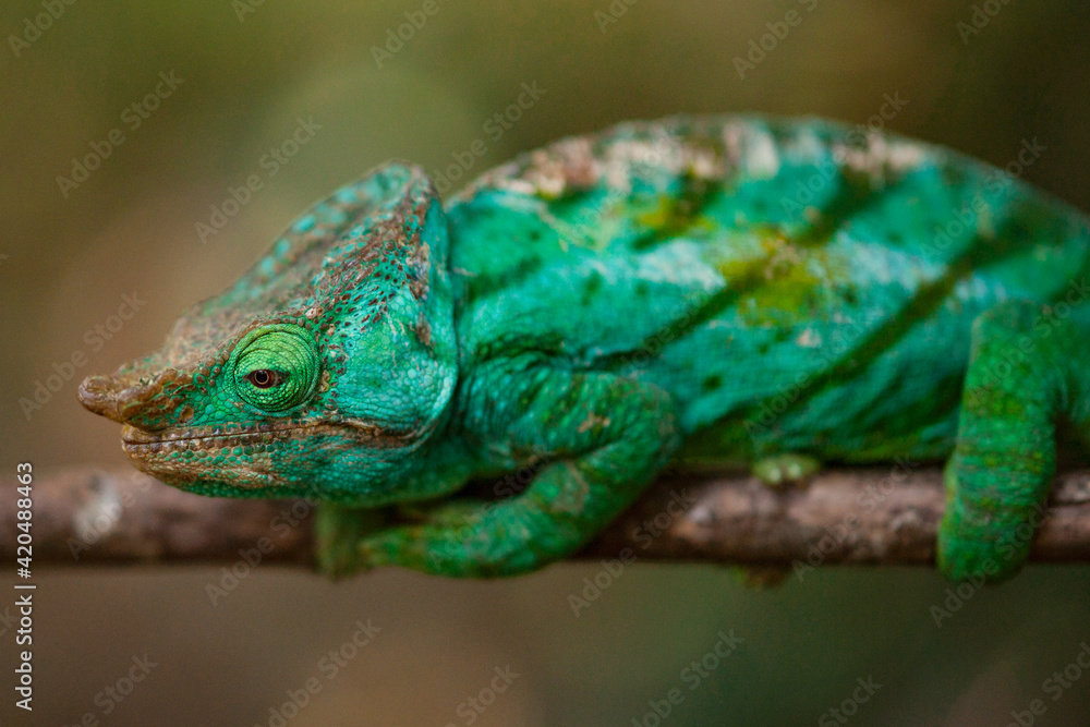 Close-up of a Striking Green Chameleon Close-up of a Striking Green Chameleon