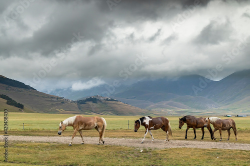 horses in mountain landscape near Castelluccio village in National Park Monte Sibillini, Umbria region, Italy © Richard Semik