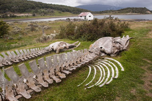 Skeletons of two humpback whales in Marine Mammals Museum of Estancia Harberton, Puerto Haberton, Tierra del Fuego, Argentina photo