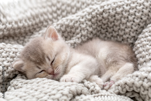 Little kitten sleeping on a knitted blanket