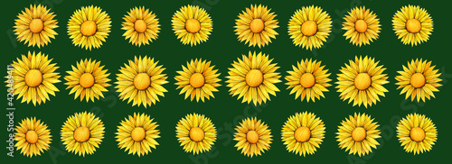 Girasoles de diferentes tamaños o flores amarillas dibujadas a mano sobre fondo verde photo