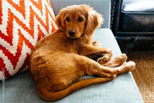 Mini Golden Doodle puppy lying on blue couch