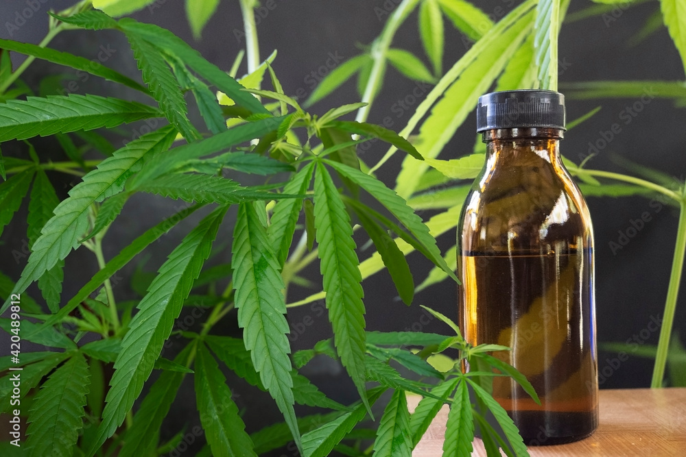 Cannabis oil products in glass bottles The idea of using the oil from the cannabis leaves that is medically licensed. Cannabis oil products in glass bottles The idea of using the oil from the cannabis leaves that is medically licensed.