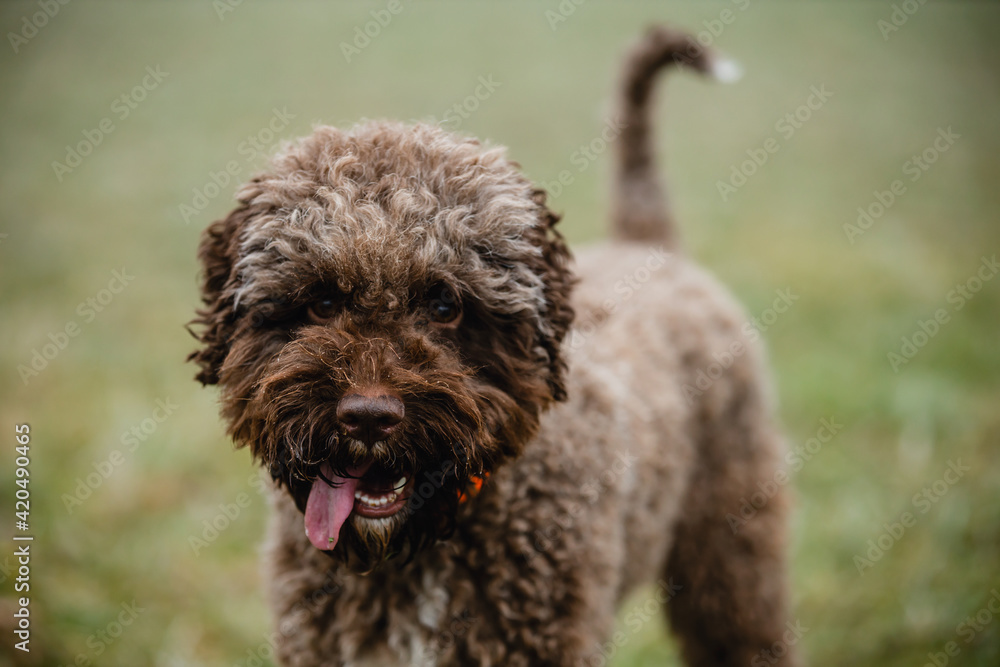 Trained Dog Breed Lagotto Romagnolo In Nature. Trained Dog Breed Lagotto Romagnolo In Nature.