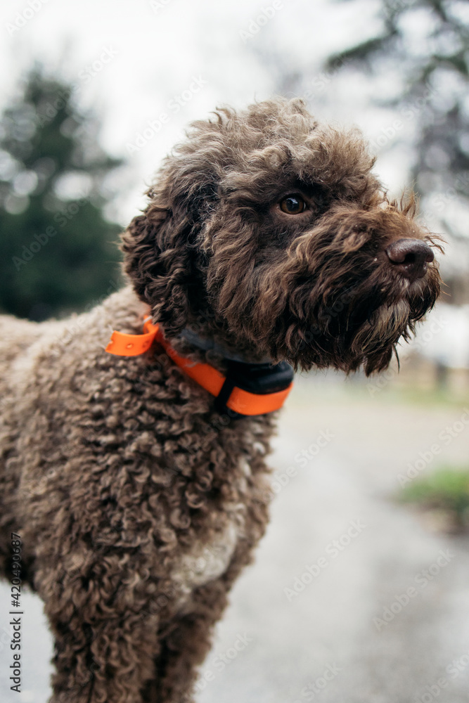 Trained Dog Breed Lagotto Romagnolo In Nature. Trained Dog Breed Lagotto Romagnolo In Nature.