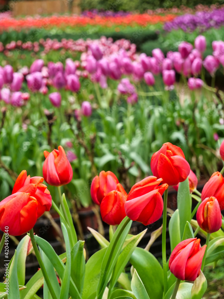 A field of colorful blooming tulip flowers in spring