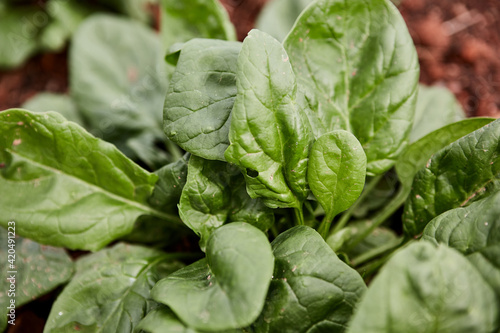 Closeup of spinach leaves