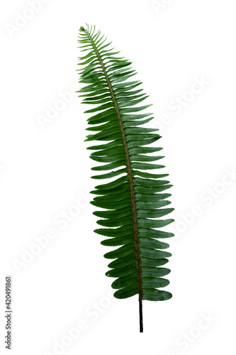 Fresh green frond leaves isolated on white background