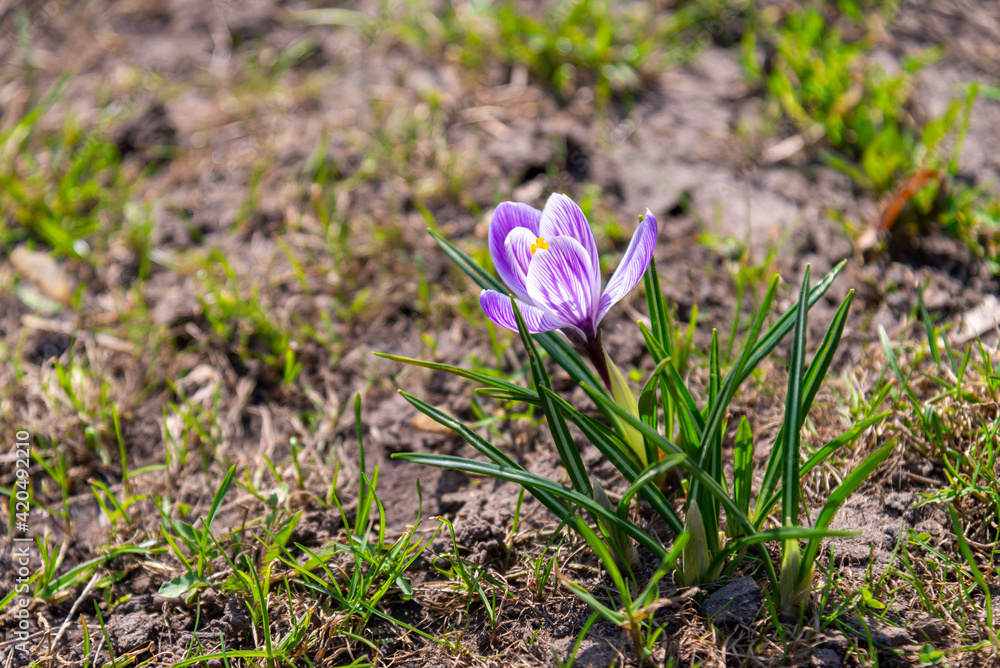 Beautiful Spring Flower Crocuses blooming on meadow background at the park in spring season, Europe. Beautiful Spring Flower Crocuses blooming on meadow background at the park in spring season, Europe.