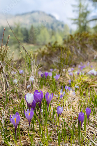 early spring blooming meadow with crocus in Sella di Rioda  Alps  Italy