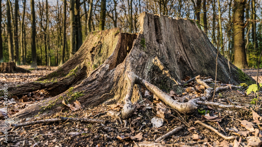 A tree stump in the Koellnischer Wald, a nature reserve in Bottrop, North Rhine-Westphalia, Germany