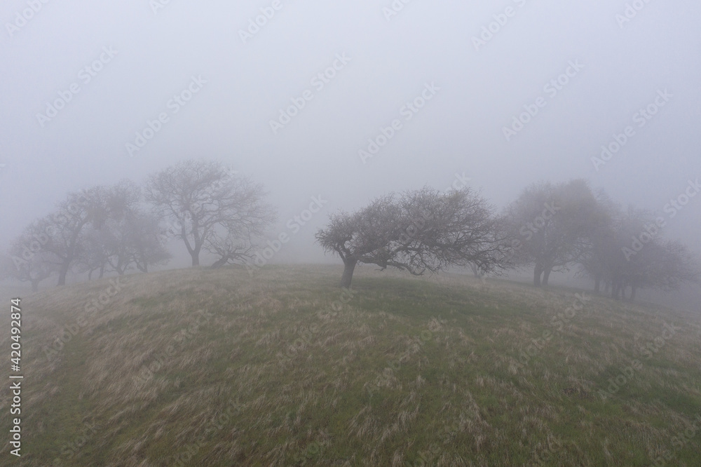 Fog sweeps over oak trees growing on a hill in Northern California. Many plants and trees growing in this region depend on regular moisture from the coastal marine layer. Fog sweeps over oak trees growing on a hill in Northern California. Many plants and trees growing in this region depend on regular moisture from the coastal marine layer.