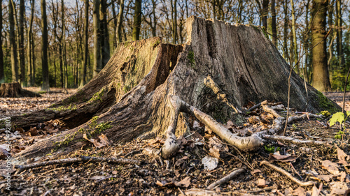 A tree stump in the Koellnischer Wald, a nature reserve in Bottrop, North Rhine-Westphalia, Germany