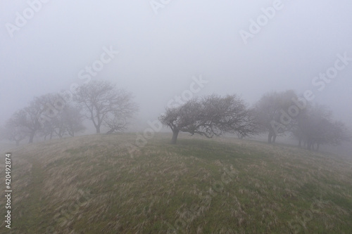 Принти на полотні Fog sweeps over oak trees growing on a hill in Northern California