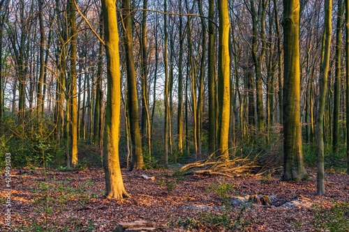 Trees in the Koellnischer Wald  a nature reserve in Bottrop  North Rhine-Westphalia  Germany
