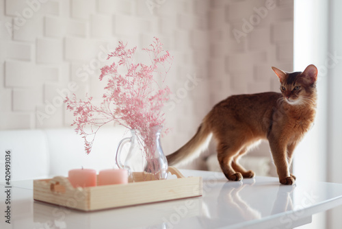 Tableau sur toile Red somali little cat or kitten on the dinning white table looking on the home d
