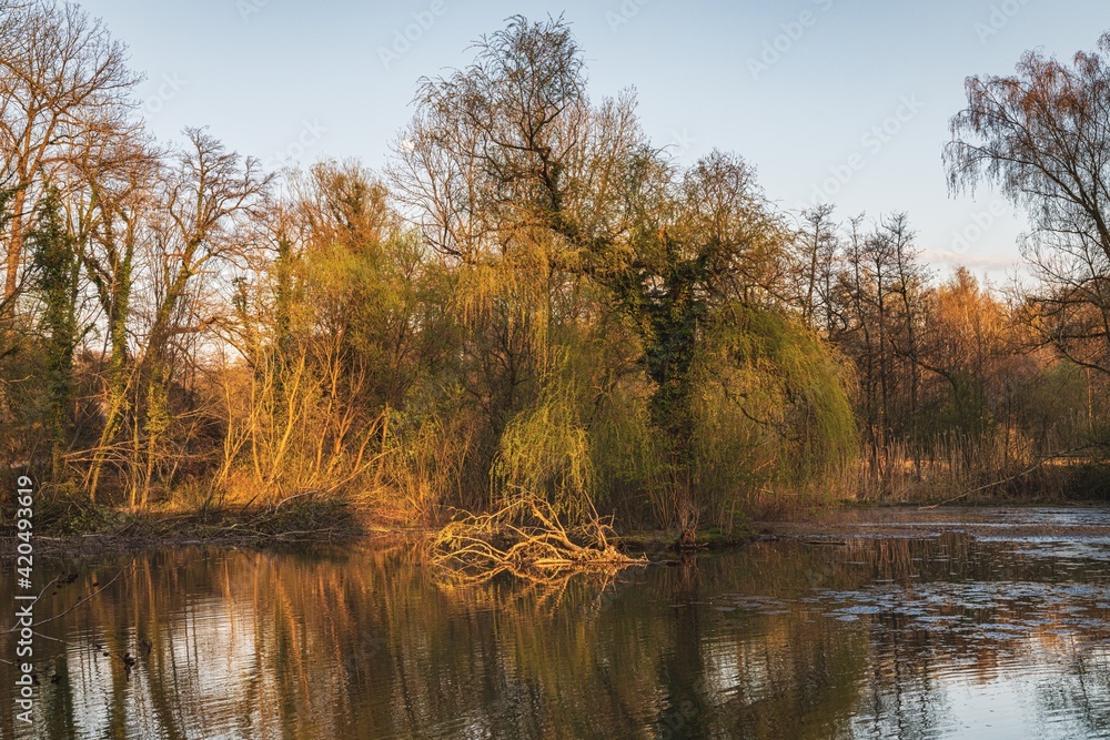 Obraz premium Sunset at a lake in the Angertal near Ratingen, North Rhine-Westphalia, Germany