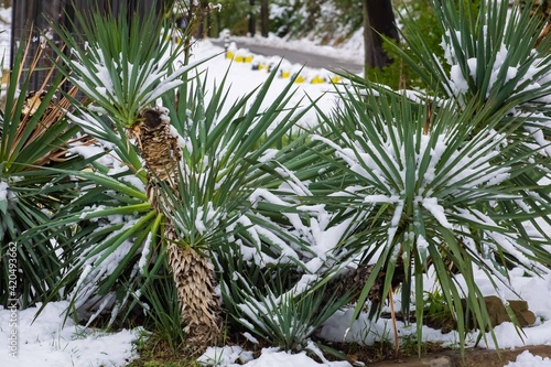 subtropical Yucca plant covered with snow