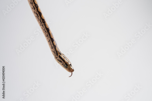 Amazon tree boa, or Garden tree boa (Corallus hortulanus) close-up on white background photo