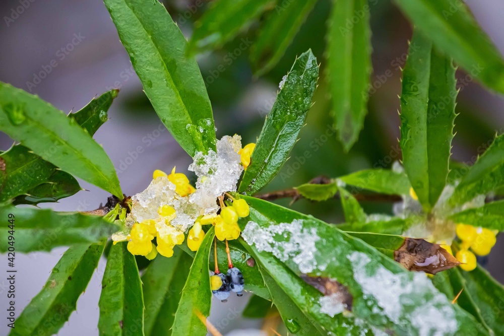 barberry branches with yellow flowers under the snow barberry branches with yellow flowers under the snow