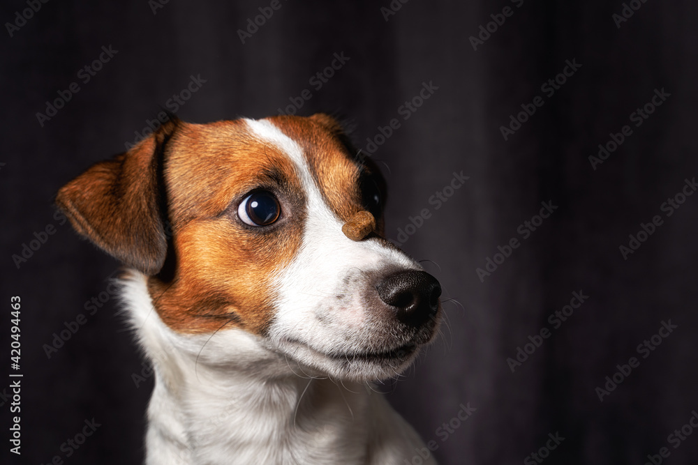 Jack Russell Terrier at studio